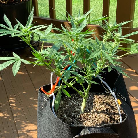 Bruce Banner 7/22 growlog photo: Wow, that structure and those Colas! I am a first time grower, killed 4 seedlings right after sprouting, then started over in July and attempted to FIM them but thought I messed that up.... But now, I feel like I might have lucked out with what should be great looking and yielding plants. 