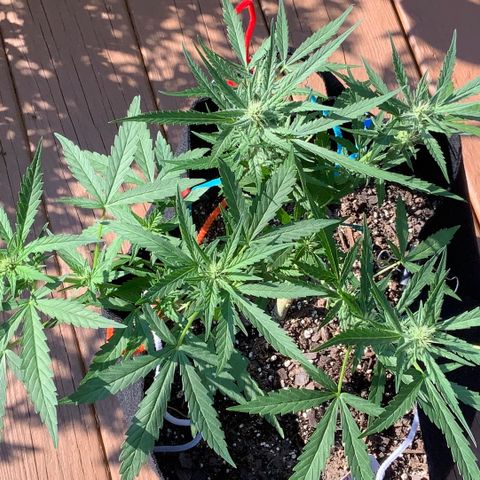 Bruce Banner 7/22 growlog photo: Wow, that structure and those Colas! I am a first time grower, killed 4 seedlings right after sprouting, then started over in July and attempted to FIM them but thought I messed that up.... But now, I feel like I might have lucked out with what should be great looking and yielding plants. 