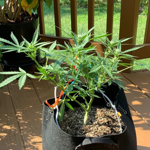 Bruce Banner 7/22 growlog photo: Wow, that structure and those Colas! I am a first time grower, killed 4 seedlings right after sprouting, then started over in July and attempted to FIM them but thought I messed that up.... But now, I feel like I might have lucked out with what should be great looking and yielding plants. 