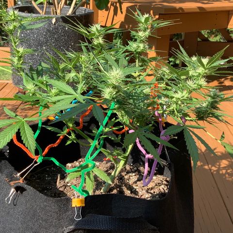 Gorilla Glue 1 7/23 growlog photo: Wow, that structure and those Colas! I am a first time grower, killed 4 seedlings right after sprouting, then started over in July and attempted to FIM them but thought I messed that up.... But now, I feel like I might have lucked out with what should be great looking and yielding plants. 