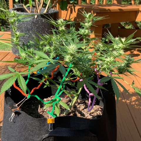 Gorilla Glue 1 7/23 growlog photo: Wow, that structure and those Colas! I am a first time grower, killed 4 seedlings right after sprouting, then started over in July and attempted to FIM them but thought I messed that up.... But now, I feel like I might have lucked out with what should be great looking and yielding plants. 