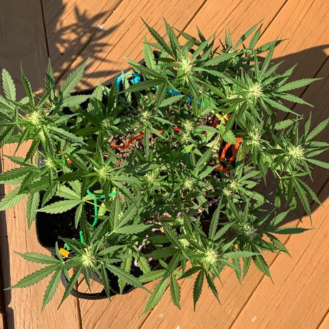 Gorilla Glue 1 7/23 growlog photo: Wow, that structure and those Colas! I am a first time grower, killed 4 seedlings right after sprouting, then started over in July and attempted to FIM them but thought I messed that up.... But now, I feel like I might have lucked out with what should be great looking and yielding plants. 