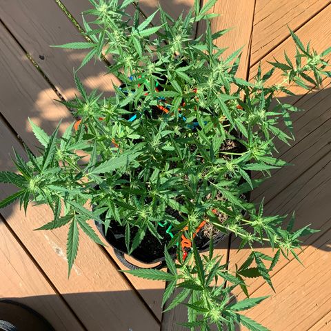 White Widow 7/25 growlog photo: Wow, that structure and those Colas! I am a first time grower, killed 4 seedlings right after sprouting, then started over in July and attempted to FIM them but thought I messed that up.... But now, I feel like I might have lucked out with what should be great looking and yielding plants. 