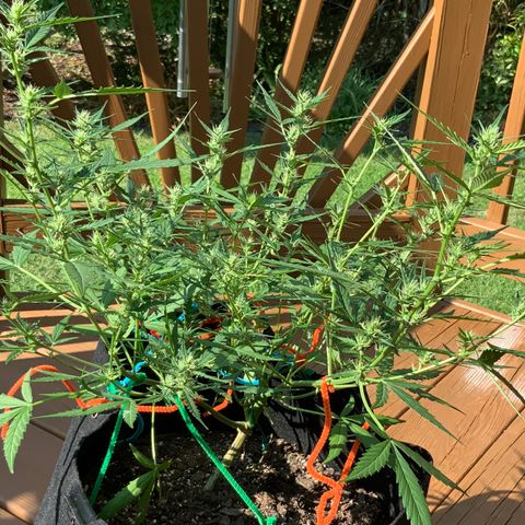 White Widow 7/25 growlog photo: Wow, that structure and those Colas! I am a first time grower, killed 4 seedlings right after sprouting, then started over in July and attempted to FIM them but thought I messed that up.... But now, I feel like I might have lucked out with what should be great looking and yielding plants. 