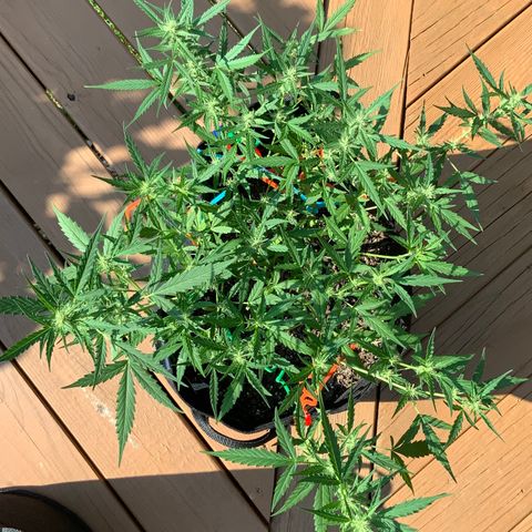 White Widow 7/25 growlog photo: Wow, that structure and those Colas! I am a first time grower, killed 4 seedlings right after sprouting, then started over in July and attempted to FIM them but thought I messed that up.... But now, I feel like I might have lucked out with what should be great looking and yielding plants. 