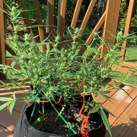 White Widow 7/25 growlog photo: Wow, that structure and those Colas! I am a first time grower, killed 4 seedlings right after sprouting, then started over in July and attempted to FIM them but thought I messed that up.... But now, I feel like I might have lucked out with what should be great looking and yielding plants. 