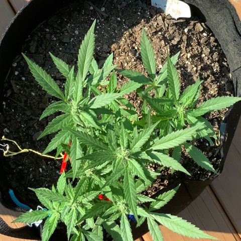 Gorilla Glue 2 7/25 growlog photo: Wow, that structure and those Colas! I am a first time grower, killed 4 seedlings right after sprouting, then started over in July and attempted to FIM them but thought I messed that up.... But now, I feel like I might have lucked out with what should be great looking and yielding plants. 