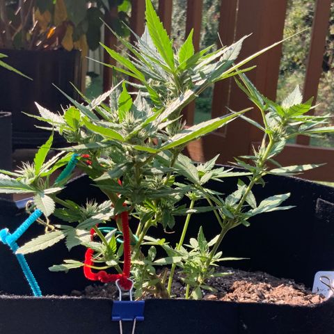 Gorilla Glue 2 7/25 growlog photo: Wow, that structure and those Colas! I am a first time grower, killed 4 seedlings right after sprouting, then started over in July and attempted to FIM them but thought I messed that up.... But now, I feel like I might have lucked out with what should be great looking and yielding plants. 