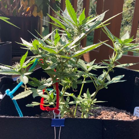 Gorilla Glue 2 7/25 growlog photo: Wow, that structure and those Colas! I am a first time grower, killed 4 seedlings right after sprouting, then started over in July and attempted to FIM them but thought I messed that up.... But now, I feel like I might have lucked out with what should be great looking and yielding plants. 