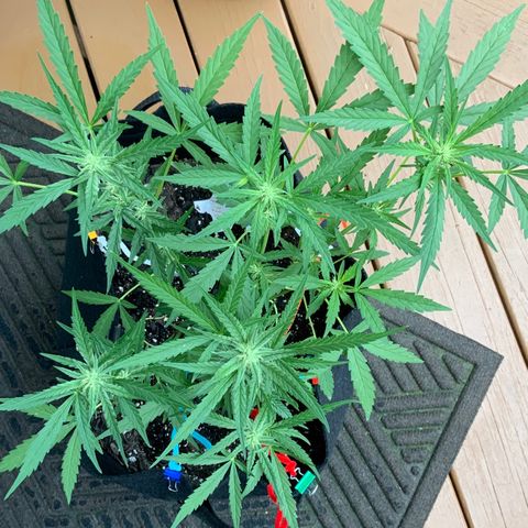 Bruce Banner 7/22 growlog photo: 9a