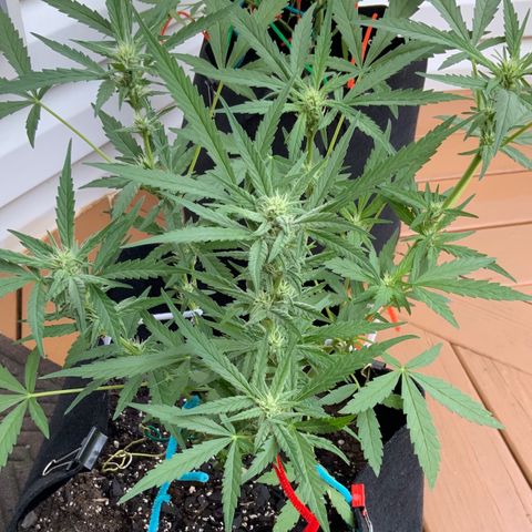 Bruce Banner 7/22 growlog photo: 9a