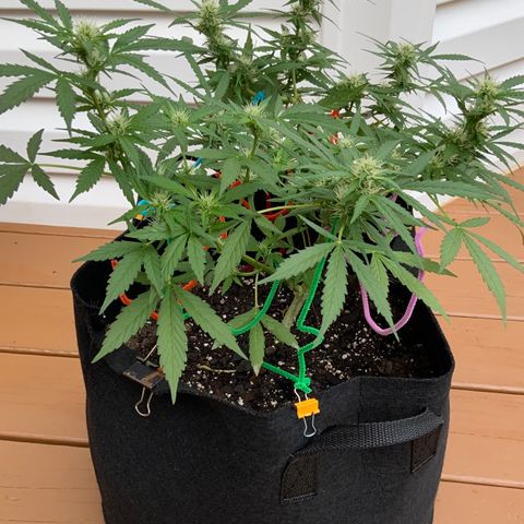 Gorilla Glue 1 7/23 growlog photo: 9a