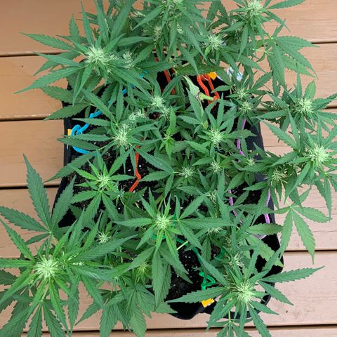 Gorilla Glue 1 7/23 growlog photo: 9a