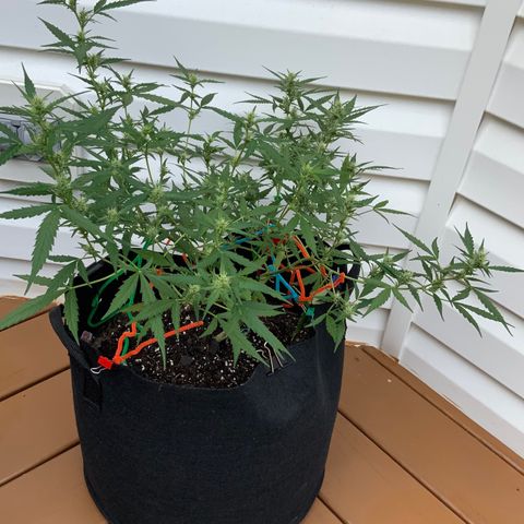 White Widow 7/25 growlog photo: 9a