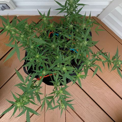 White Widow 7/25 growlog photo: 9a