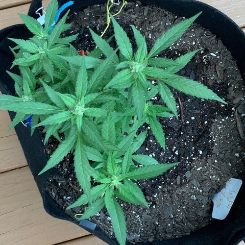 Gorilla Glue 2 7/25 growlog photo: 9a