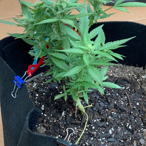 Gorilla Glue 2 7/25 growlog photo: 9a