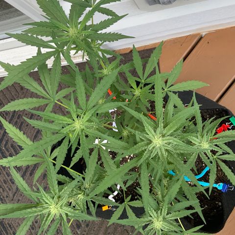 Bruce Banner 7/22 growlog photo: 9a