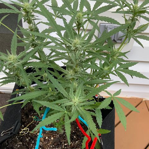 Bruce Banner 7/22 growlog photo: 9a