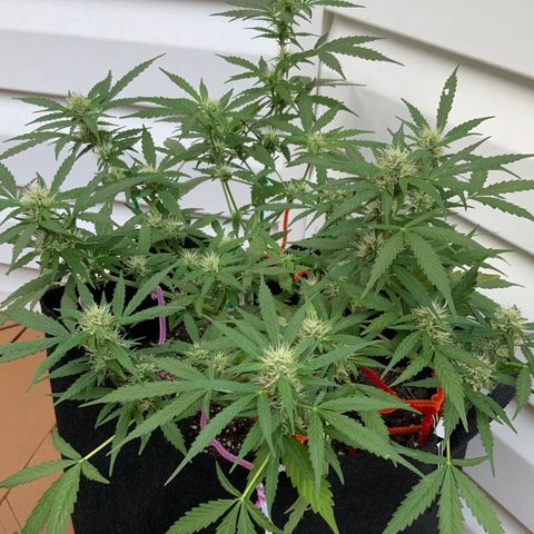 Gorilla Glue 1 7/23 growlog photo: 9a
