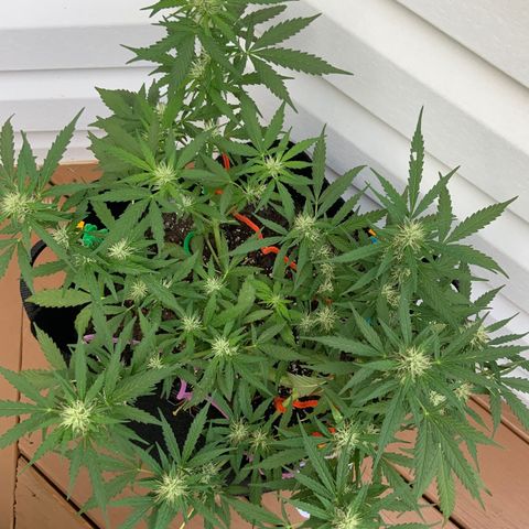 Gorilla Glue 1 7/23 growlog photo: 9a