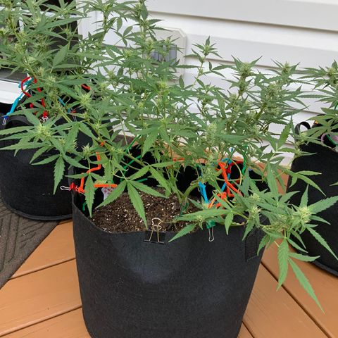 White Widow 7/25 growlog photo: 9a