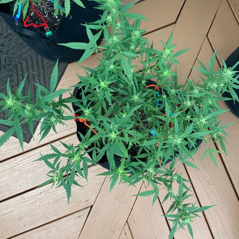 White Widow 7/25 growlog photo: 9a