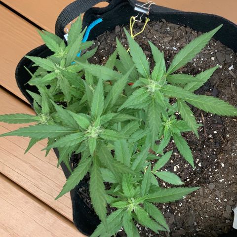 Gorilla Glue 2 7/25 growlog photo: 9a
