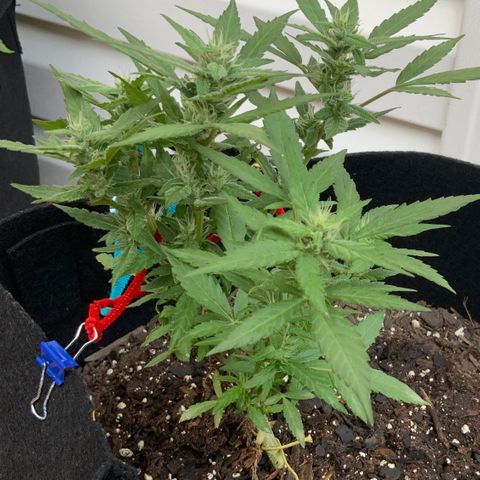 Gorilla Glue 2 7/25 growlog photo: 9a