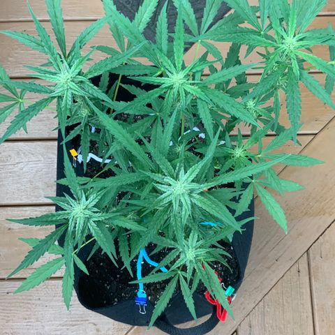 Bruce Banner 7/22 growlog photo: 8a
