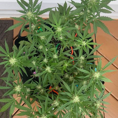 Gorilla Glue 1 7/23 growlog photo: 8a
