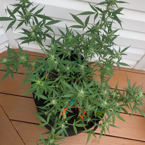 White Widow 7/25 growlog photo: 8a