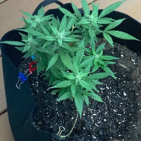 Gorilla Glue 2 7/25 growlog photo: 8a