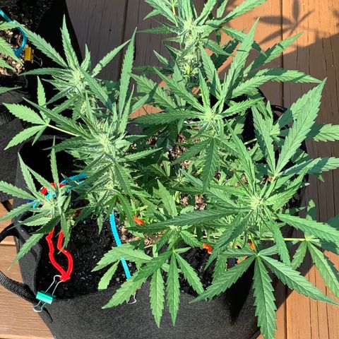 Bruce Banner 7/22 growlog photo: 4p