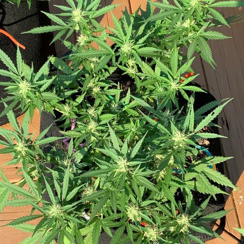 Gorilla Glue 1 7/23 growlog photo: 4p