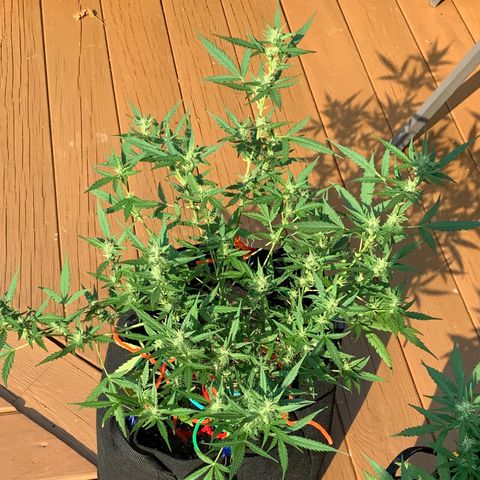 White Widow 7/25 growlog photo: 4p