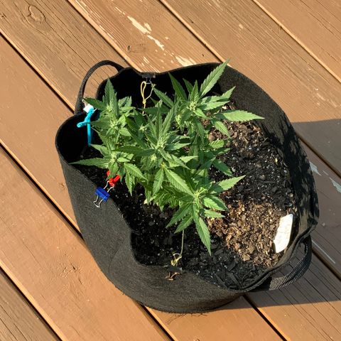 Gorilla Glue 2 7/25 growlog photo: 4p