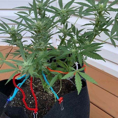 Bruce Banner 7/22 growlog photo: 740a