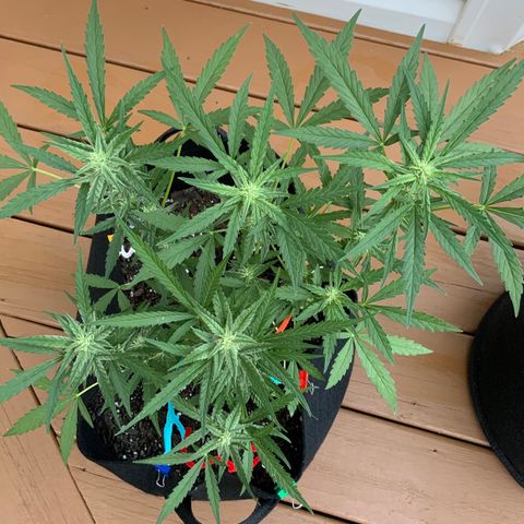 Bruce Banner 7/22 growlog photo: 740a