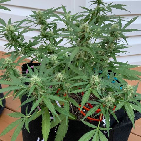 Gorilla Glue 1 7/23 growlog photo: 740a
