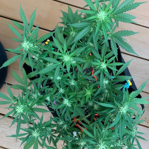 Gorilla Glue 1 7/23 growlog photo: 740a