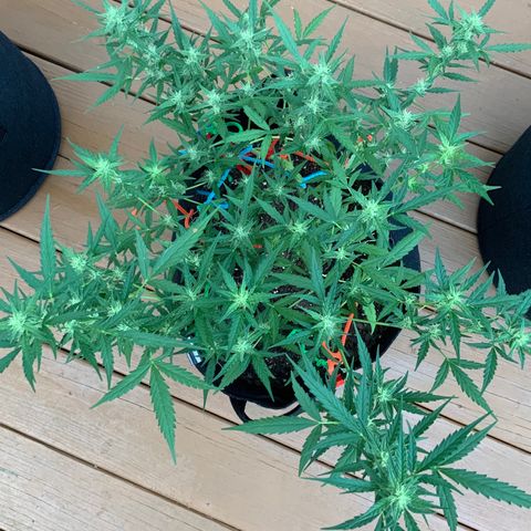 White Widow 7/25 growlog photo: 740a