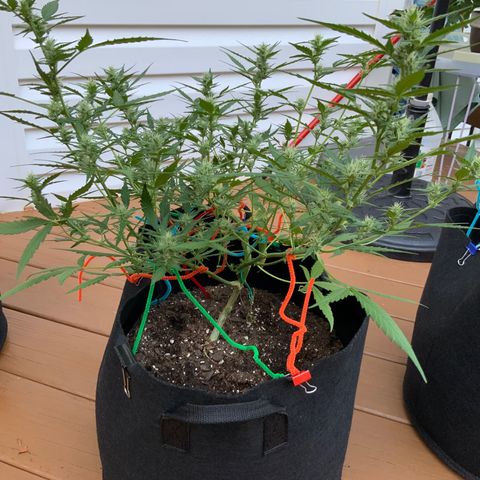White Widow 7/25 growlog photo: 740a