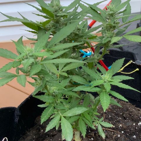 Gorilla Glue 2 7/25 growlog photo: 740a