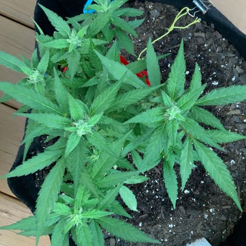 Gorilla Glue 2 7/25 growlog photo: 740a