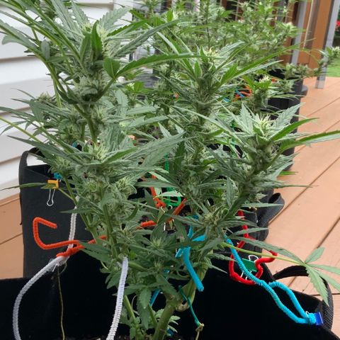 Bruce Banner 7/22 growlog photo: 10a