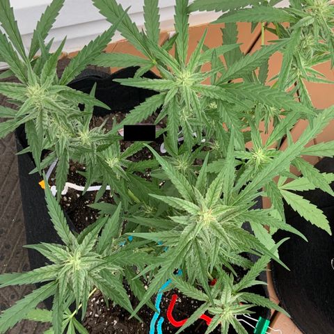 Bruce Banner 7/22 growlog timeline photo