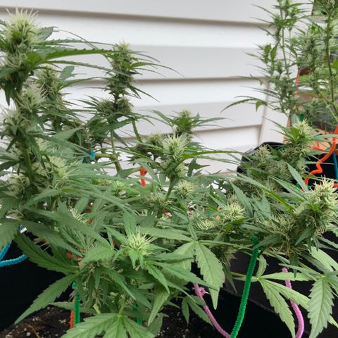 Gorilla Glue 1 7/23 growlog photo: 10a