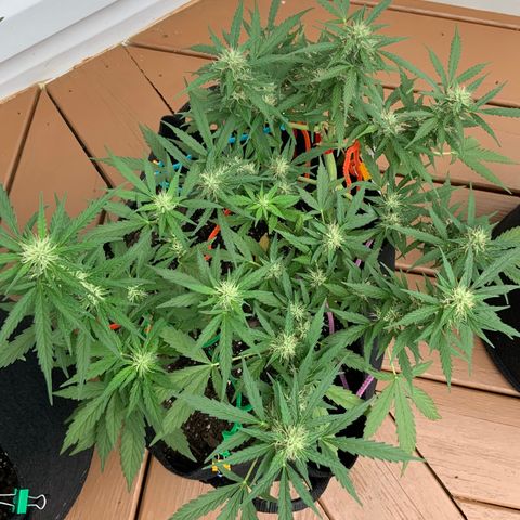 Gorilla Glue 1 7/23 growlog photo: 10a