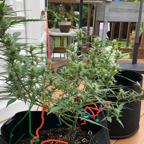 White Widow 7/25 growlog photo: 10a